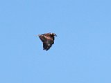visarend 549  Onvolwasse Visarend - immature Fish Eagle : frieda